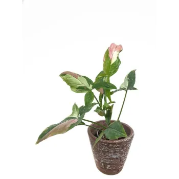 Anthurium 